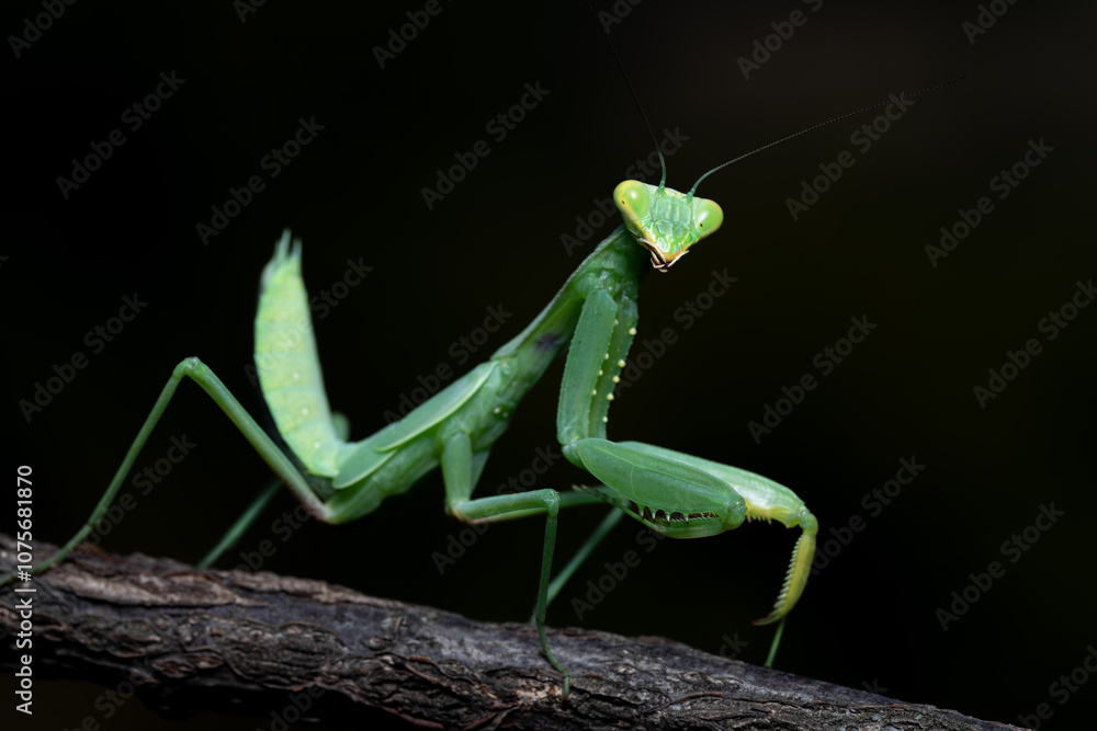 Green praying mantis on a branch raises its tail up Green praying mantis on a branch raises its tail up