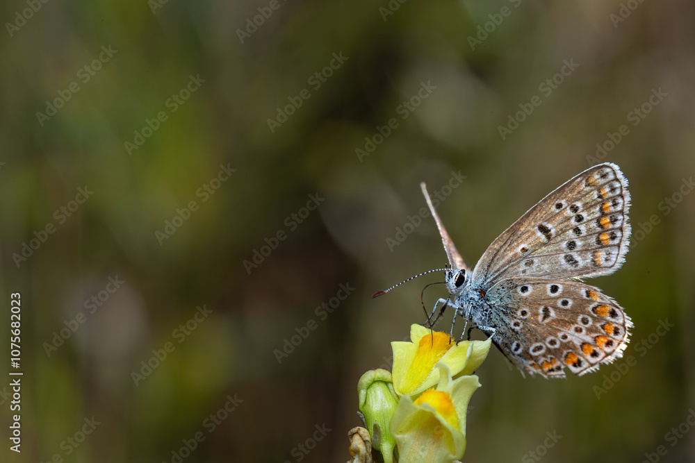 close-up of Polyommatus icarus sitting on a toadflax close-up of Polyommatus icarus sitting on a toadflax