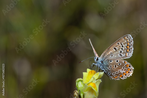 close-up of Polyommatus icarus sitting on a toadflax photo