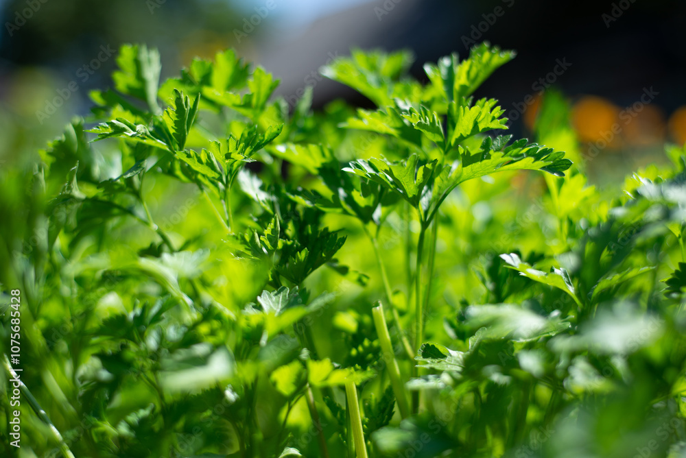 Fresh Green Cilantro Plants Growing in a Sunny Garden During Late Spring Fresh Green Cilantro Plants Growing in a Sunny Garden During Late Spring