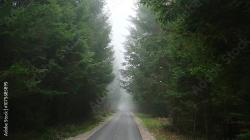 road track in forest with fog mist