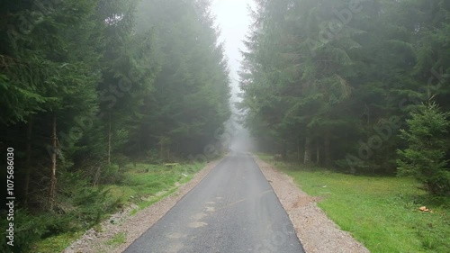 road track in forest with fog mist