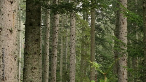 trees in the forest