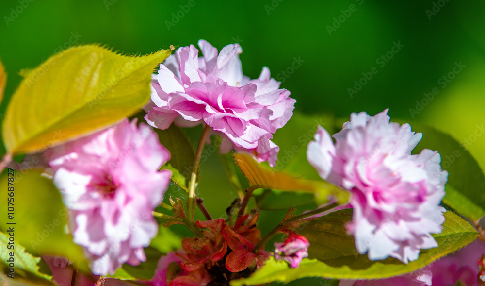 Japanese cherry blossoms on a green natural background
Japanese cherry blossoms on a green natural background
