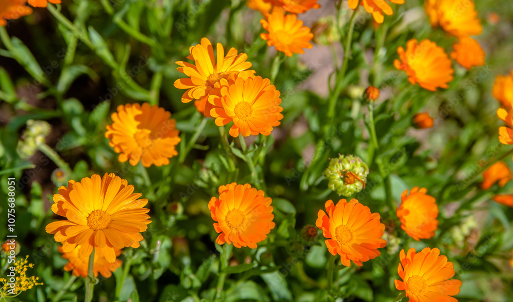 Calendula flowers on a green natural background
Calendula flowers on a green natural background