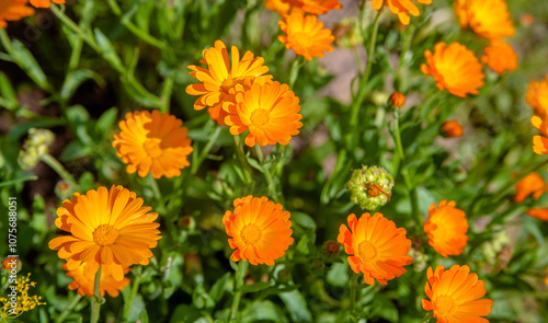 Calendula flowers on a green natural background 