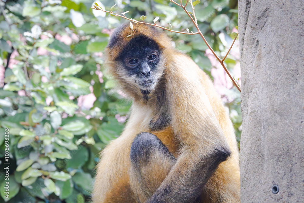 Naklejka premium Mexican Spider Monkey hanging out at the zoo. The largest new world monkey ranging across Mexico and South America. The Spider Monkey is frugivorous eating mostly fruit and some insects and eggs.