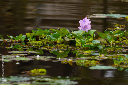 lily pad flower