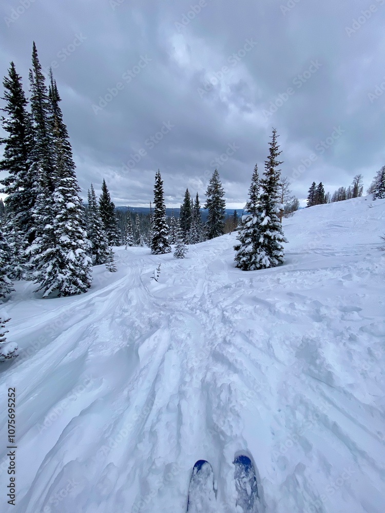 Naklejka premium snow covered trees