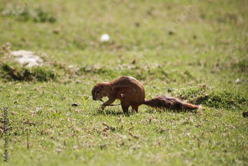 Squirrel hunting for food