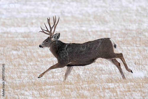 Mule Deer Buck photo