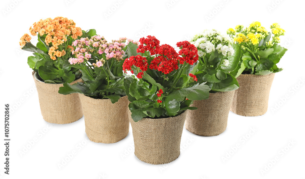 Beautiful kalanchoe flowers in pots isolated on white Beautiful kalanchoe flowers in pots isolated on white