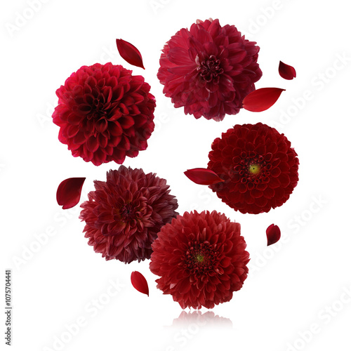 Dark red dahlia flowers in air on white background