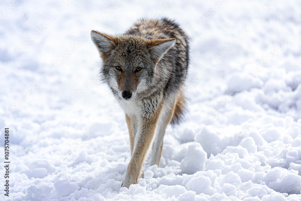 Coyote - Snow Coyote - Snow