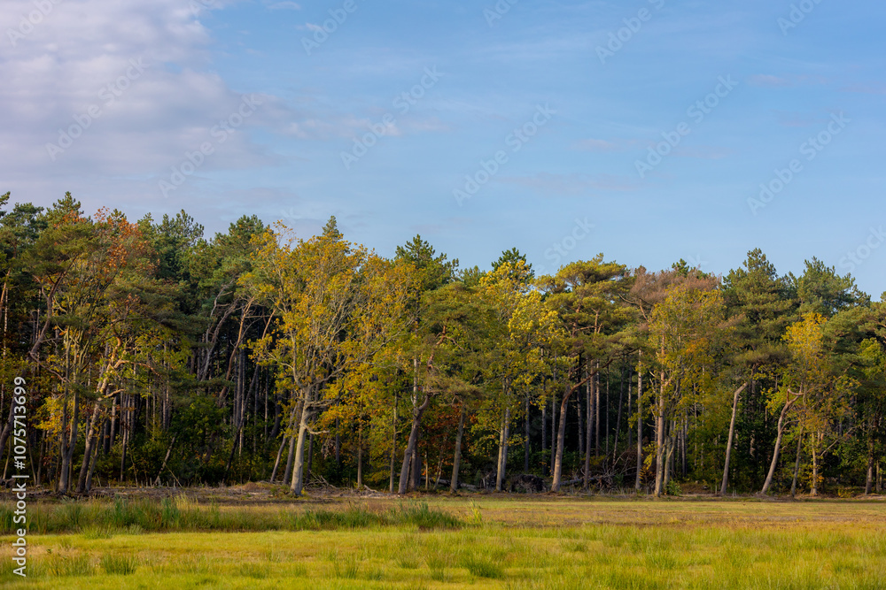 Autumn landscape, Green meadow and forest under blue sky and sunlight in the afternoon, Grass field and yellow orange leaves on the trees in wood, Countryside of Netherlands, Natural fall background. Autumn landscape, Green meadow and forest under blue sky and sunlight in the afternoon, Grass field and yellow orange leaves on the trees in wood, Countryside of Netherlands, Natural fall background.