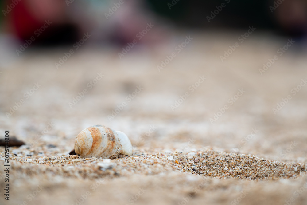 Close-up of seashell on sandy beach, background Close-up of seashell on sandy beach, background