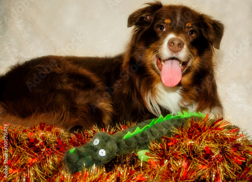 Australian Shepherd dog with stuffed toy Christmas gift, concept of gift-giving and holiday pets