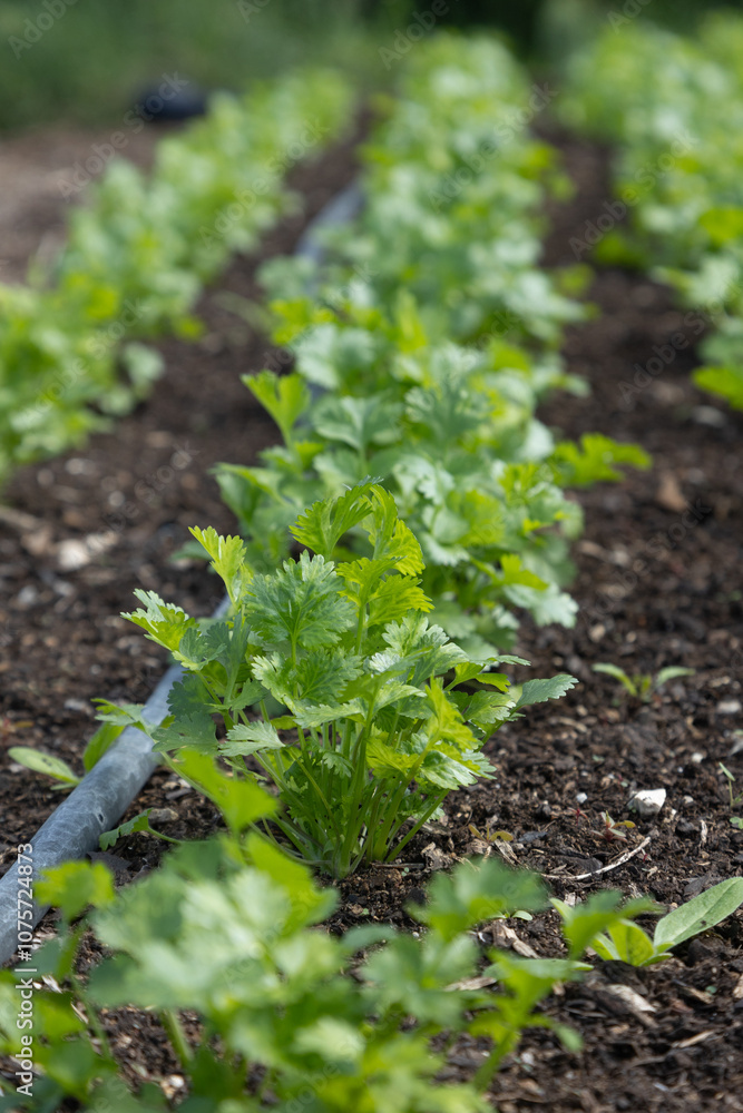 Close-up of fresh parsley growing in a garden, showcasing vibrant green leaves in rich soil. Ideal for agricultural, culinary, and organic farming visuals, highlighting natural and eco-friendly food Close-up of fresh parsley growing in a garden, showcasing vibrant green leaves in rich soil. Ideal for agricultural, culinary, and organic farming visuals, highlighting natural and eco-friendly food
