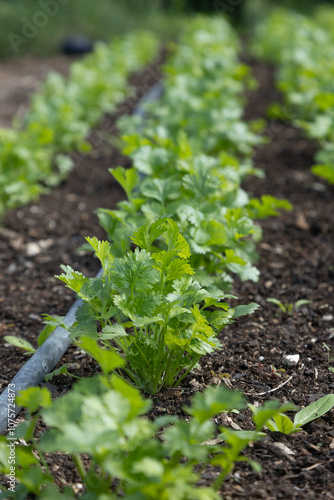 Close-up of fresh parsley growing in a garden, showcasing vibrant green leaves in rich soil. Ideal for agricultural, culinary, and organic farming visuals, highlighting natural and eco-friendly food