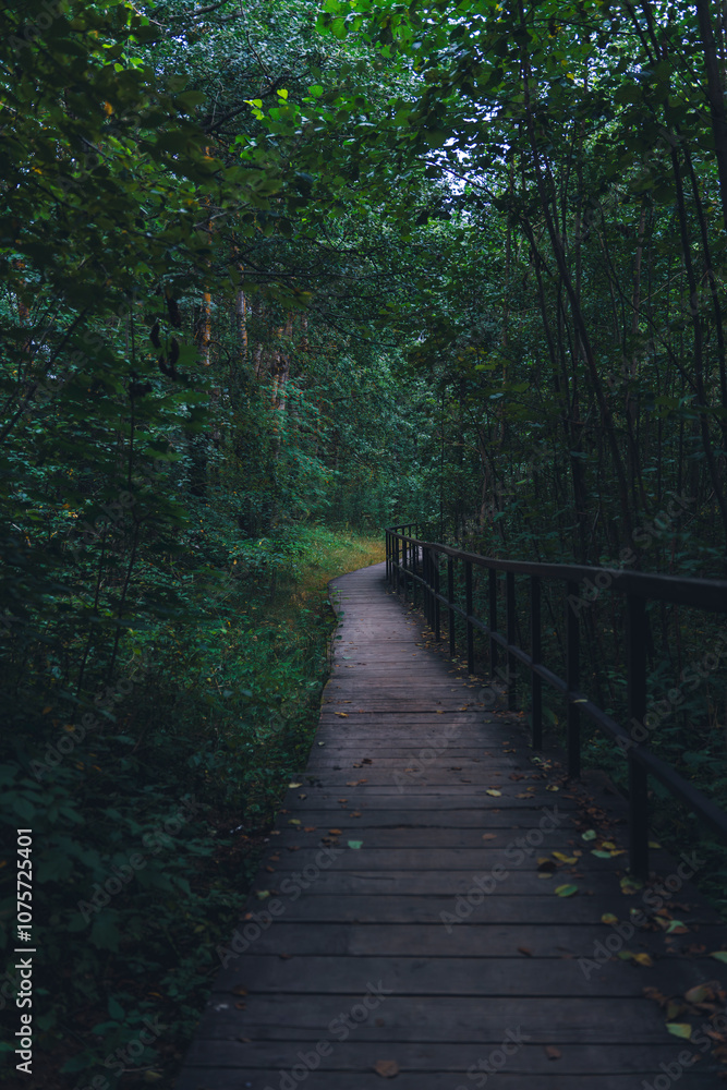 Wooden boardwalk through lush, shaded forest Wooden boardwalk through lush, shaded forest