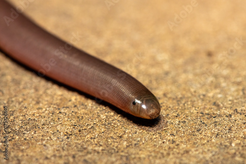 Close-up of a Bibron’s Blind Snake (Afrotyphlops bibronii) photo