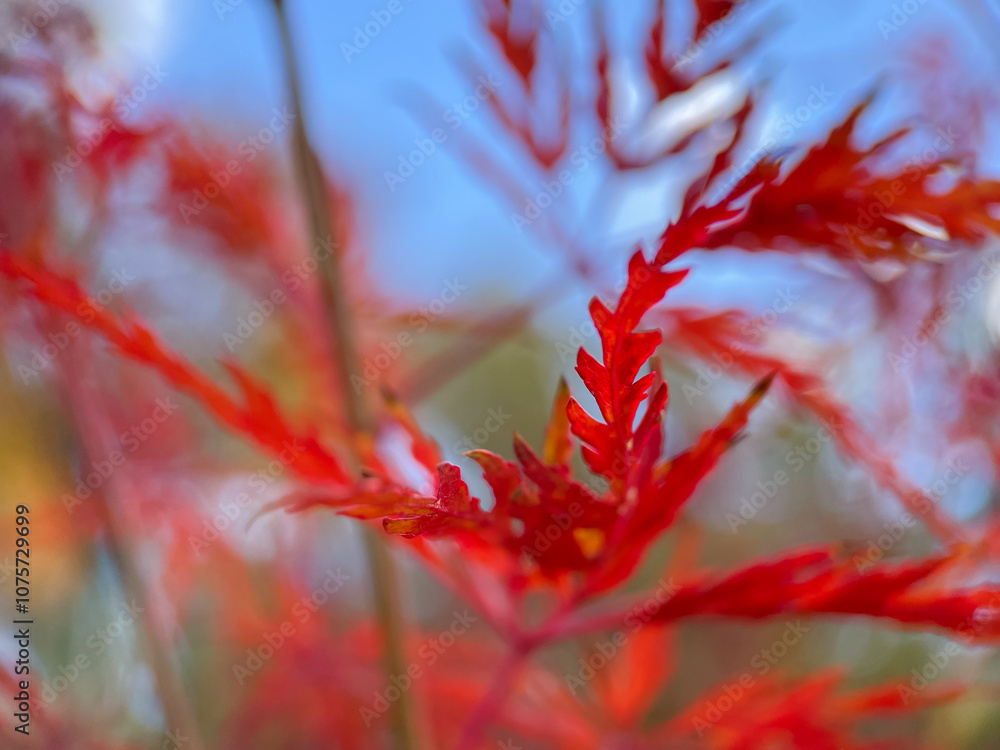 Autumn nature vibe. Colorful leaves in the wind. Autumn nature vibe. Colorful leaves in the wind.