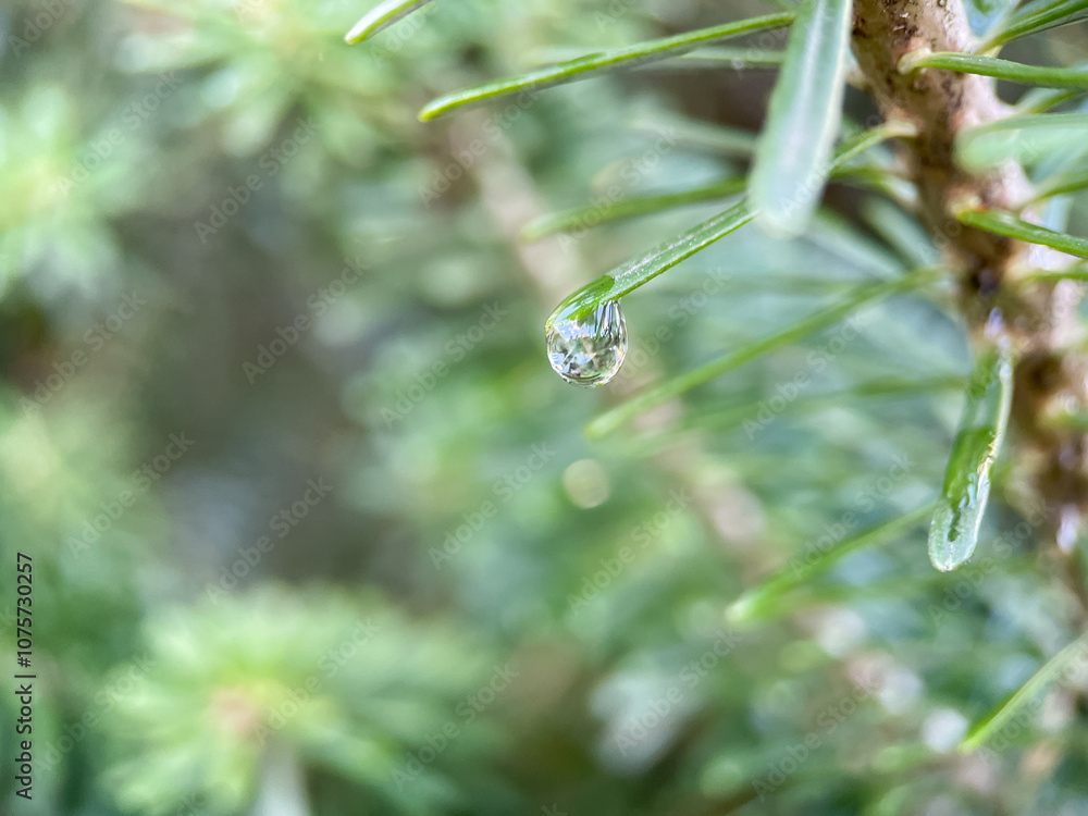 Close up of coniferous tree, needles of evergreen plant