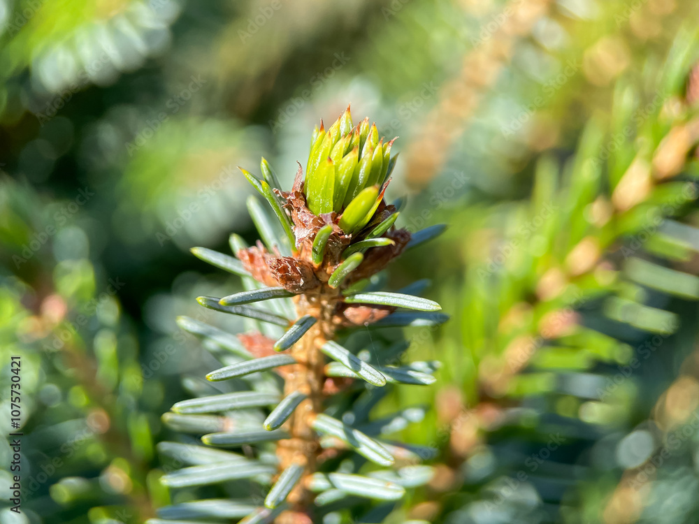 Close up of coniferous tree, needles of evergreen plant Close up of coniferous tree, needles of evergreen plant