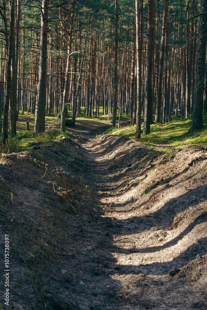 Dirt trail winding through dense pine forest in sunlight Dirt trail winding through dense pine forest in sunlight