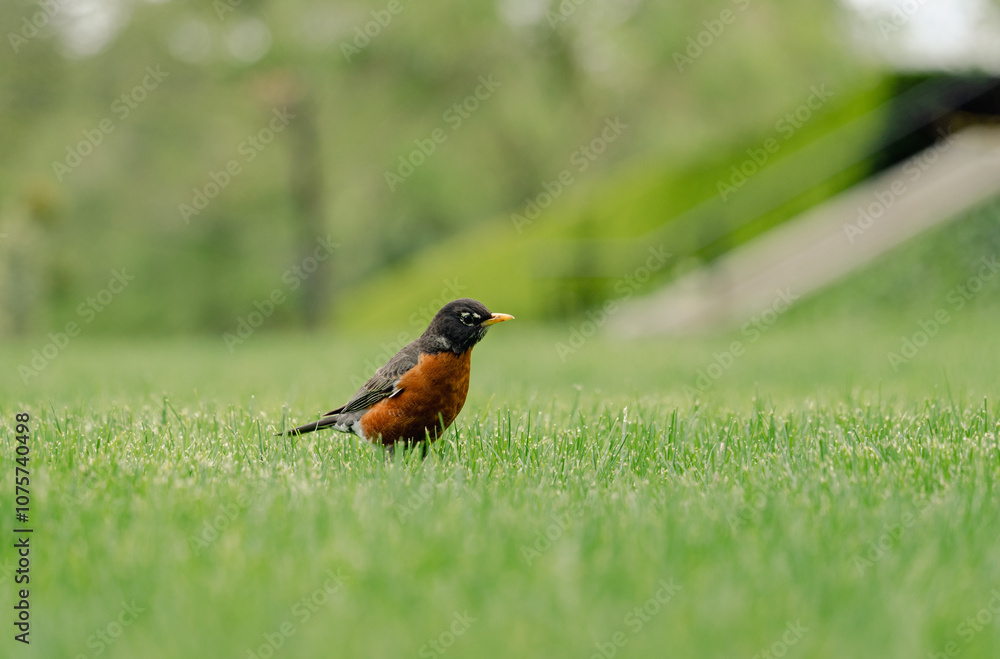 American robin with green background American robin with green background