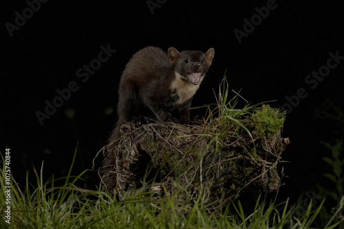 Wild marten standing on a mossy log in a dark forest scene photo