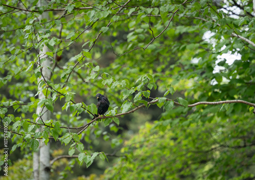 European starling Bird on a branch 