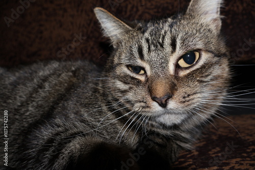 sad gray cute fluffy cat lies on a chair or bed and looks as if asking for food