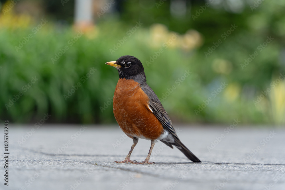 American robin with green background American robin with green background