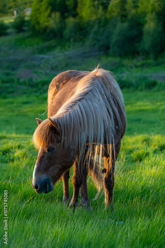 Horses in Iceland at sunset