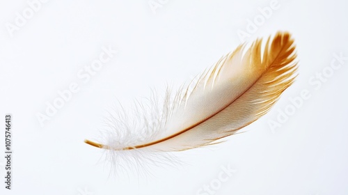 A Delicate Feather gracefully resting on a White Background, exuding serene beauty and elegance