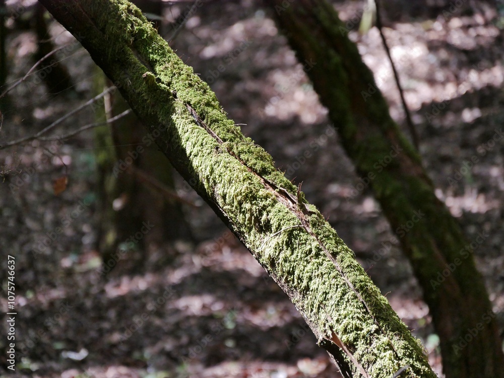 Fototapeta premium Wanderung Las Creces Nationalpark Garajonay, La Gomera