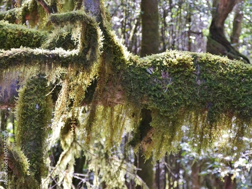 Flechten hängen an Bäumen im Nationalpark Garajonay