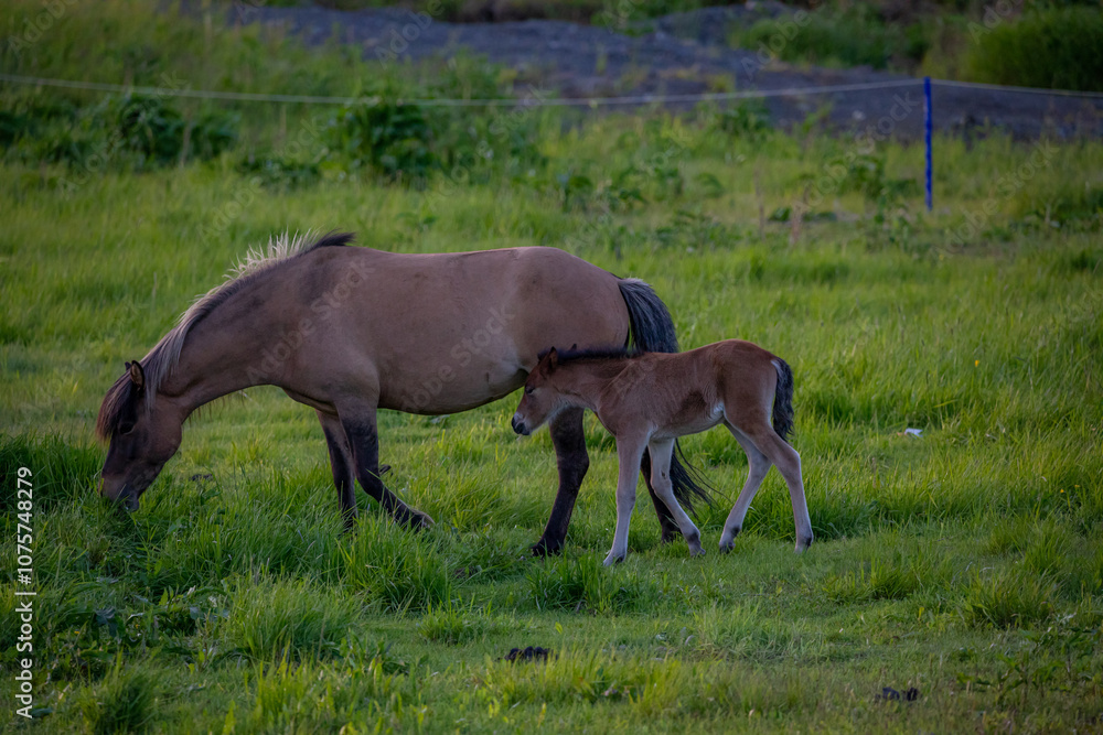 Fototapeta premium Horses in Iceland at sunset
