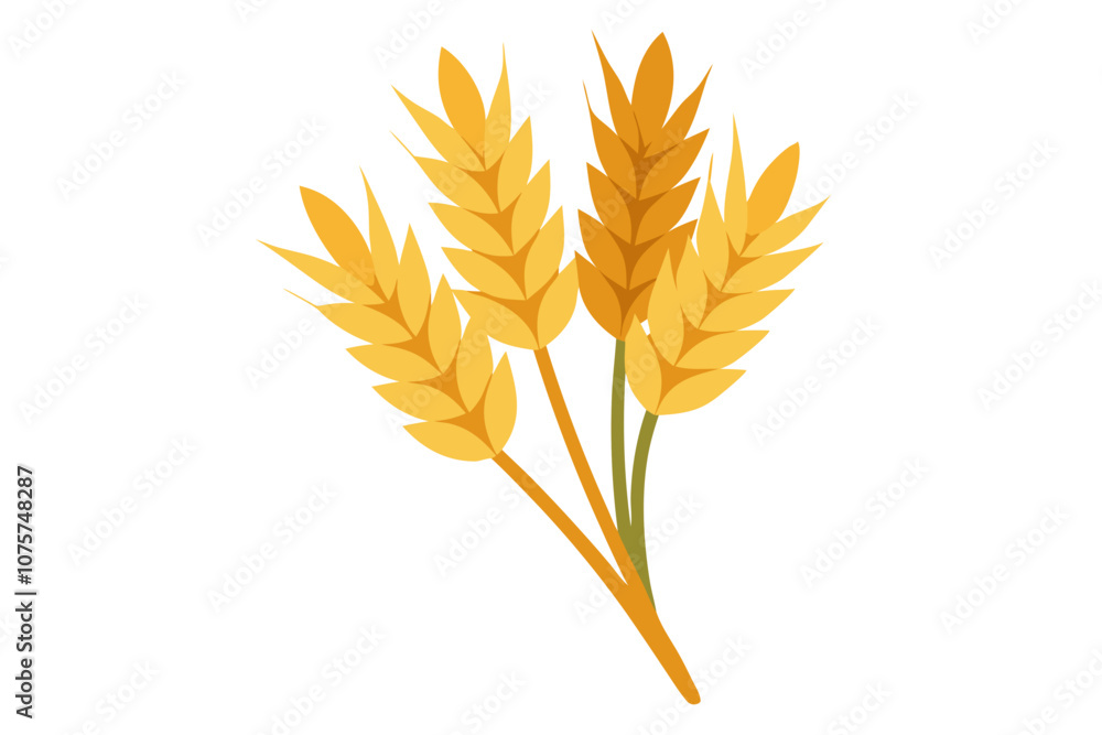 Wheat ears over white background. bunch of golden wheat ears Wheat ears over white background. bunch of golden wheat ears