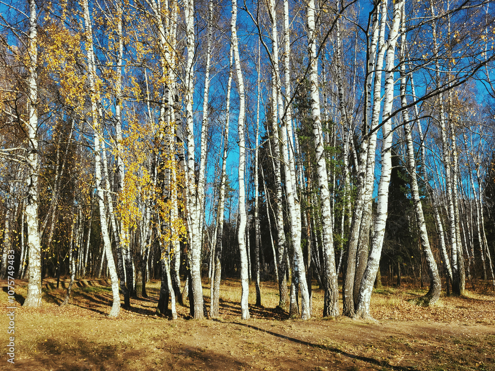 Fototapeta premium autumn forest in the autumn