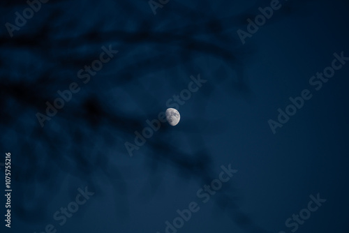 Moon In a Dark Night Sky Behind Tree