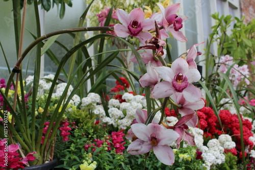 Konstfotografi Pink Cymbidium Orchids in Botanical Garden