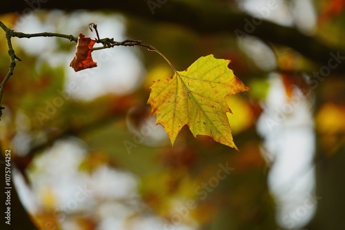 Bokeh en couleur