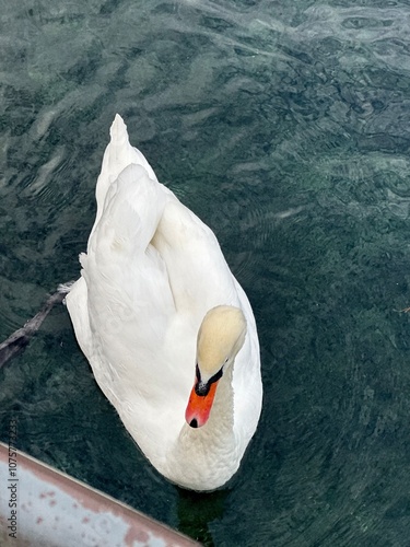 swan on the lake