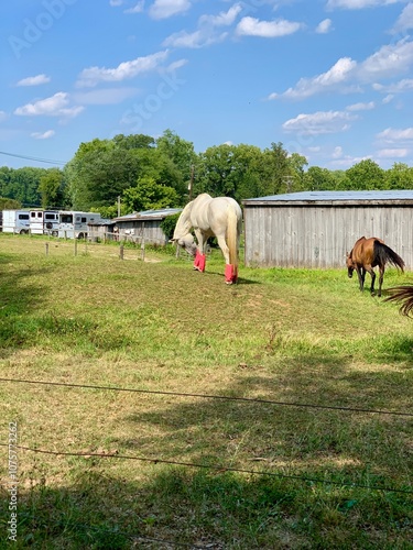 horses in the field