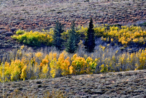 Stand of three conifers in aspen thicket, Highway 89, Monitor Pass, California  photo