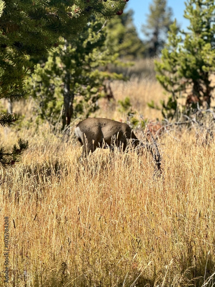 Fototapeta premium Yellowstone National Park