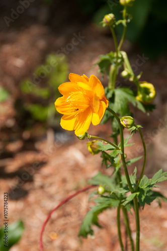 Yellow Chinese globe trotter flower photo