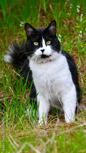 black and white cat